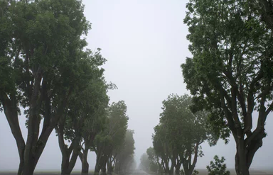 Safety Tips for Driving in the Fog 