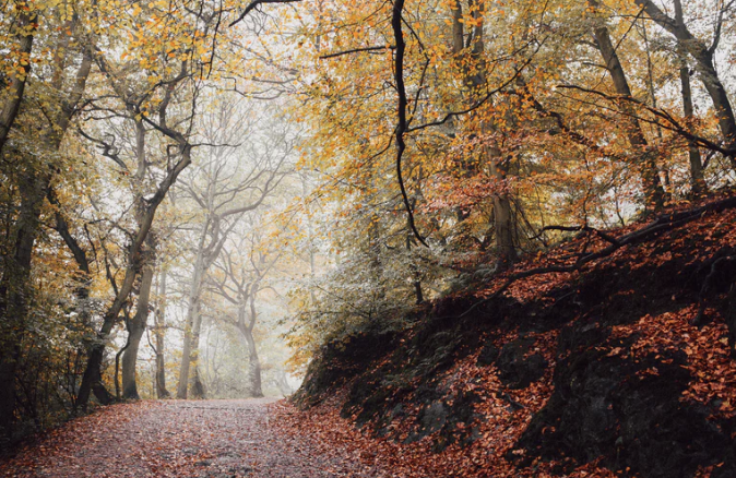 Reasons to Be Thankful: Orinda Auto Rental, Orinda Classic Car Center, and Orinda Motors