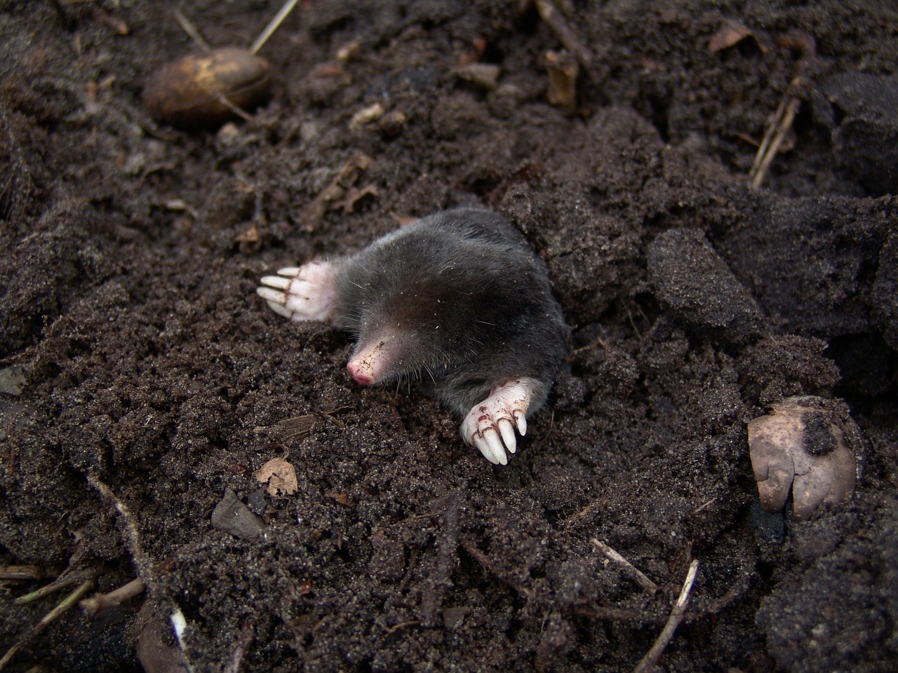 Oh, Rats! Rodent Infestation Under Your Hood 